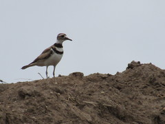Charadrius vociferus