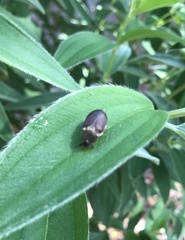 Callistethus marginatus