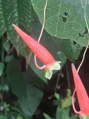 Tropaeolum adpressum