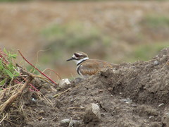 Charadrius vociferus
