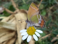 Callophrys xami