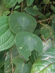 Tropaeolum adpressum