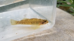 Etheostoma podostemone