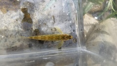 Etheostoma podostemone
