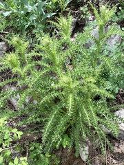 Cirsium eatonii