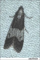 Aphomia baryptera