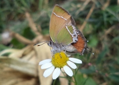 Callophrys xami