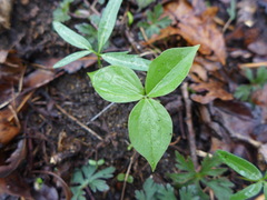 Trillium grandiflorum