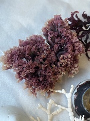 Chondrus