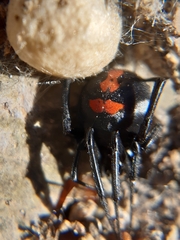 Latrodectus thoracicus