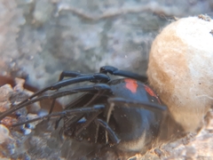 Latrodectus thoracicus