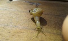 Sheldoniinae