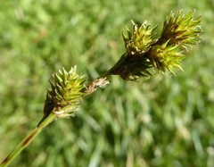 Carex normalis
