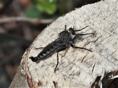 Rhadiurgus variabilis