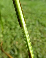 Carex normalis