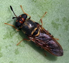 Hermetia chrysopila