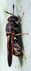 Hermetia chrysopila