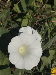 Calystegia × lucana