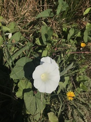 Calystegia × lucana