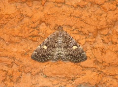 Idia aemula