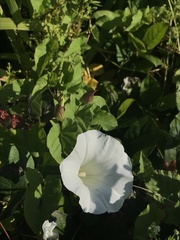 Calystegia × lucana