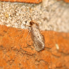 Acrolophus popeanella