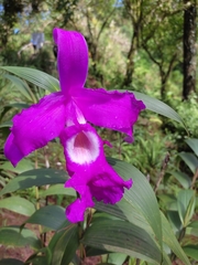 Sobralia macrantha