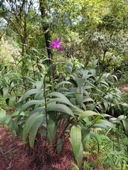 Sobralia macrantha