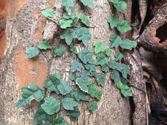 Ficus thunbergii