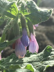 Symphytum brachycalyx