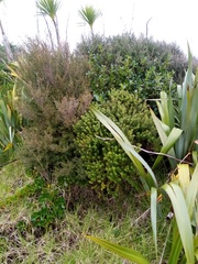 Veronica diosmifolia