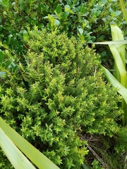 Veronica diosmifolia