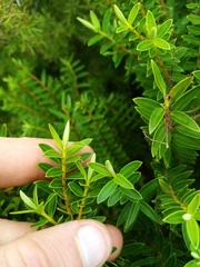 Veronica diosmifolia