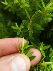 Veronica diosmifolia