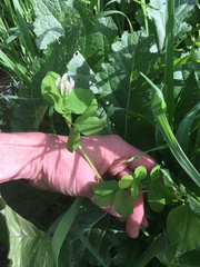 Trifolium clypeatum