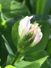 Trifolium clypeatum