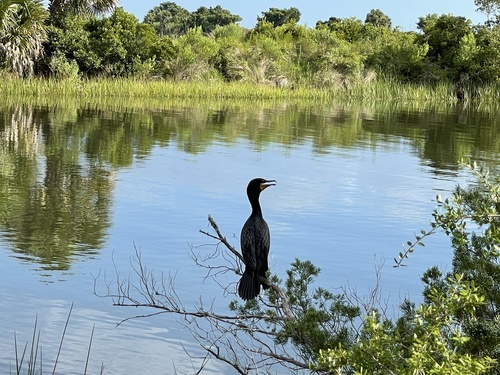 Phalacrocoracidae image