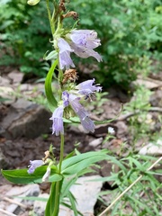 Penstemon whippleanus