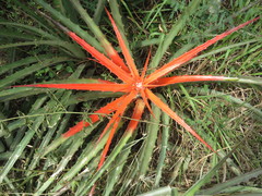 Bromelia serra