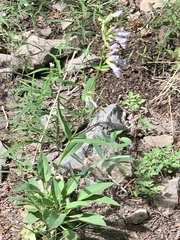 Penstemon whippleanus
