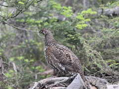Canachites canadensis