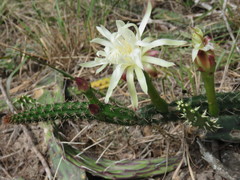 Praecereus euchlorus