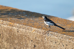 Motacilla alba lugens