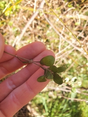 Teucrium parvifolium