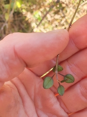 Teucrium parvifolium