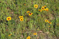Coreopsis tinctoria