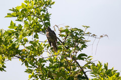 Hypsipetes amaurotis