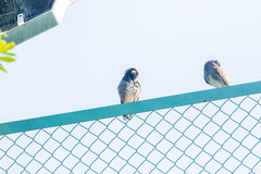 Spodiopsar cineraceus