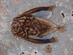 Lethocerus indicus