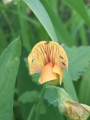 Lathyrus hierosolymitanus